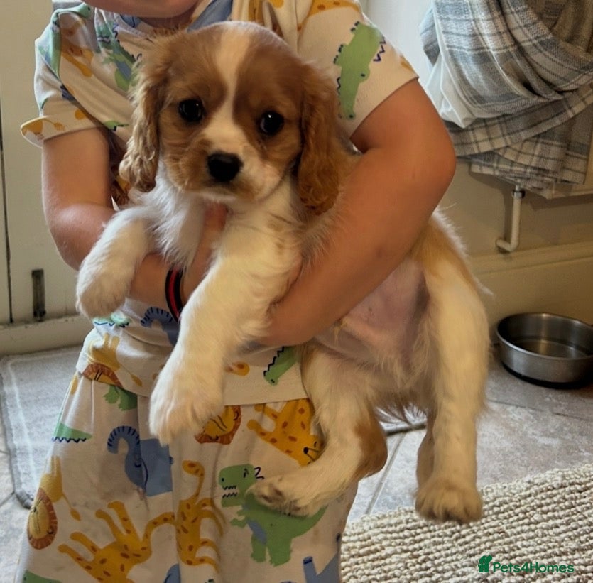 Cavalier King Charles Spaniel dogs Cavalier King Charles Puppies - Advert 4