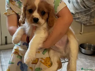 Cavalier King Charles Spaniel dogs Cavalier King Charles Puppies - Advert 4
