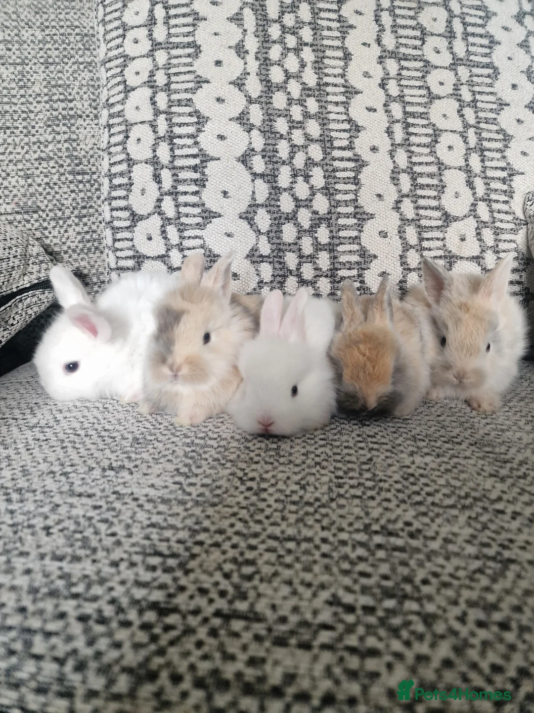 Mixed Breed rabbits for sale: Lion head mixed breed bunnies - Advert 2