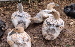Ducks poultry for sale: Runner ducklings - Image 1