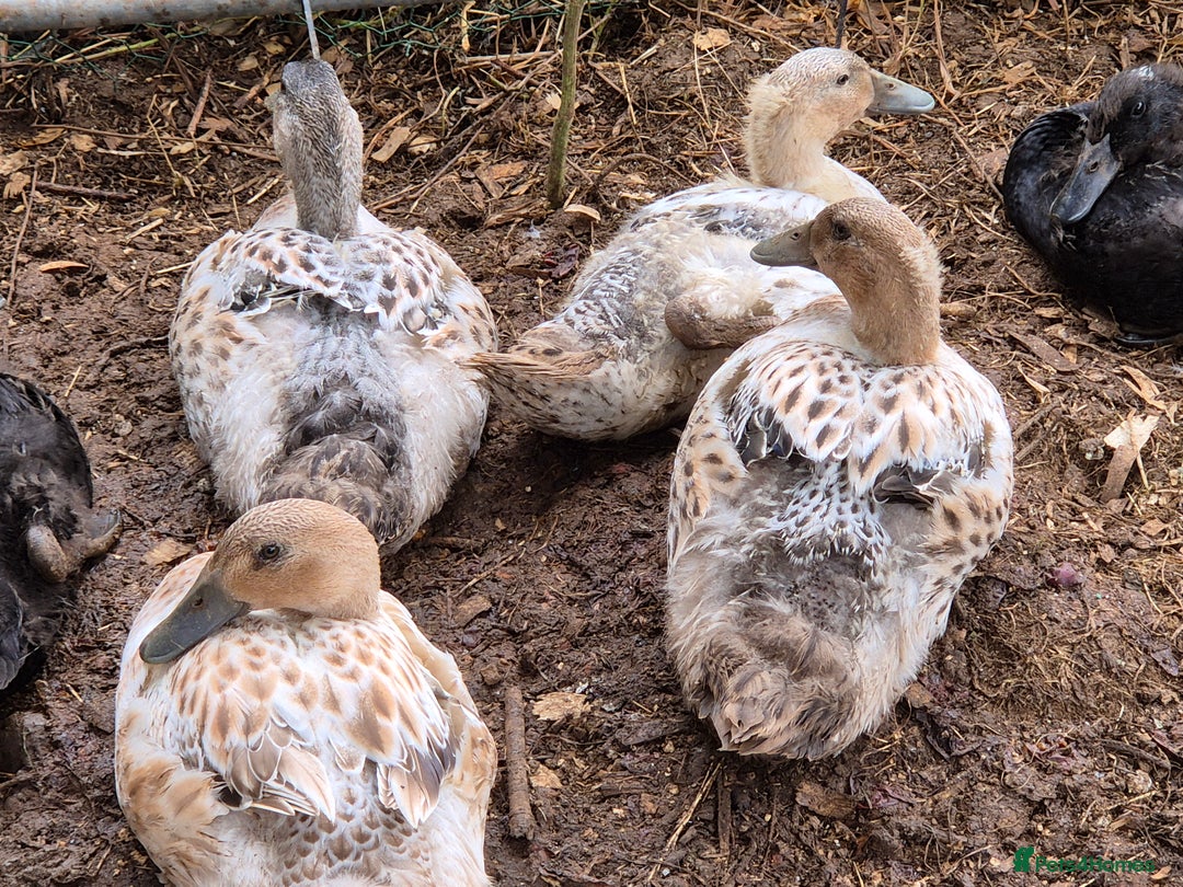 Ducks poultry for sale: Runner ducklings - Image 1