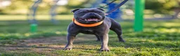 Staffordshire Bull Terrier dogs for stud: THE FAMOUS JOEY! Heavily Health-Tested Blue Stud!  - Advert 3