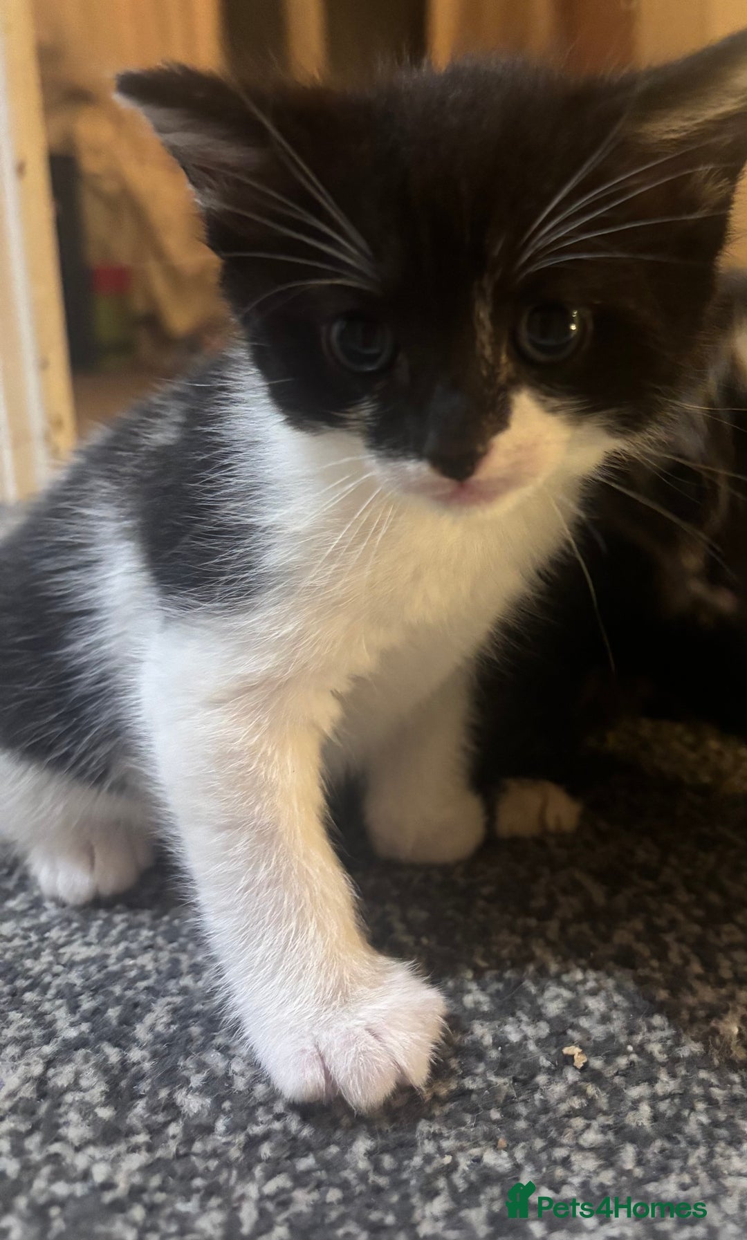 Mixed Breed cats for sale: Siamese kitties💕  - Advert 7