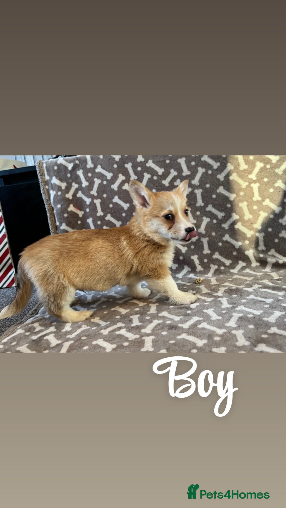 Welsh Corgi Pembroke dogs for sale: Beautiful Welsh Pembroke corgis - Advert 8