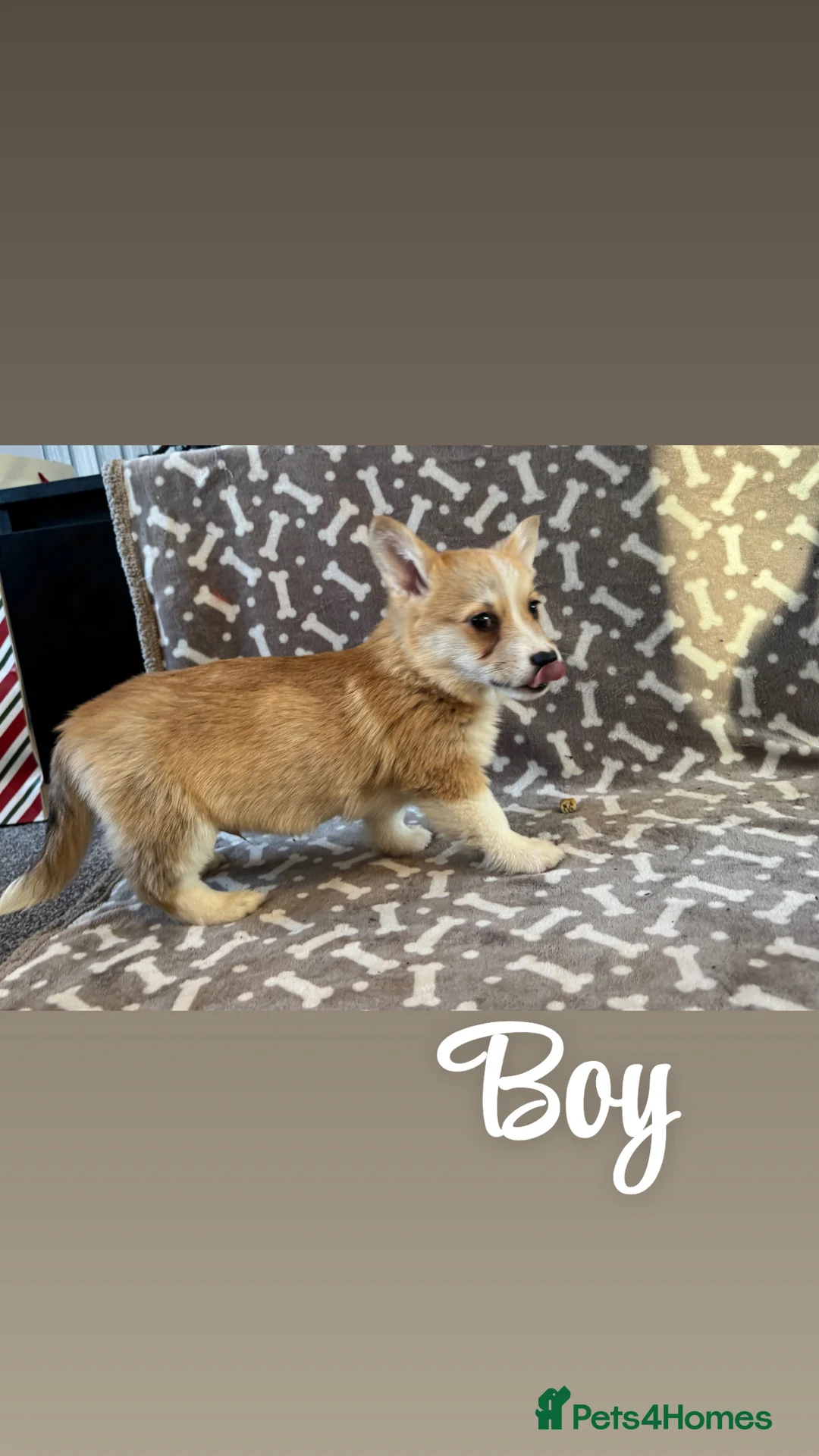 Welsh Corgi Pembroke dogs for sale: Last girl Welsh Pembroke corgi READY TO LEAVE - Advert 24