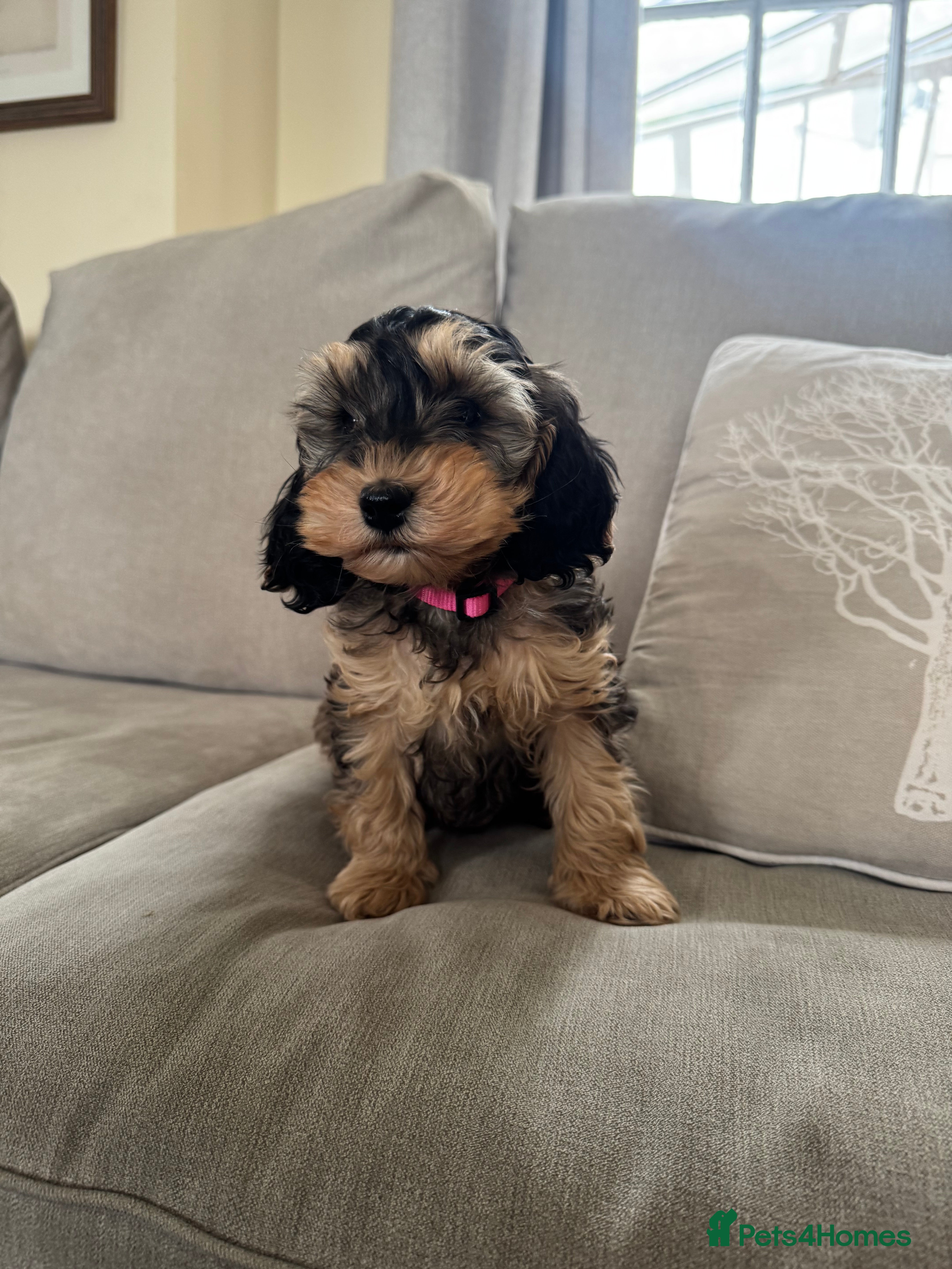 Cockapoo dogs DNA Health Tested Toy Show Cockapoo - Advert 1