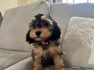 Cockapoo dogs DNA Health Tested Toy Show Cockapoo - Advert 15