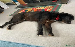 Mixed Breed dogs for adoption: Meet Magnus,currently residing in Cheshire  - Image 5