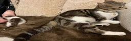 Domestic Shorthair cats for sale: Male kitten  - Advert 9