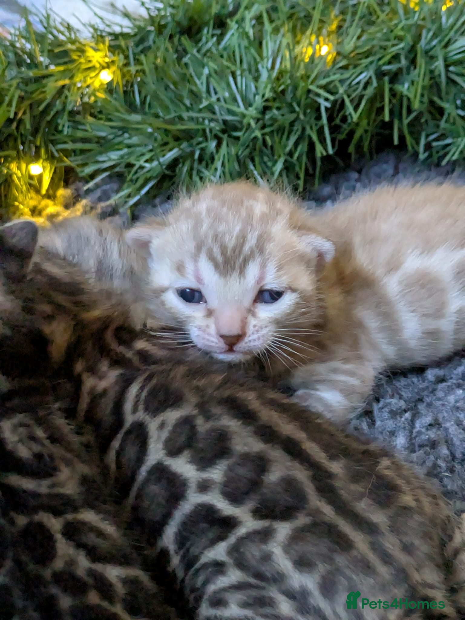 Bengal cats Family Raised TICA Bengal Kittens - Advert 1