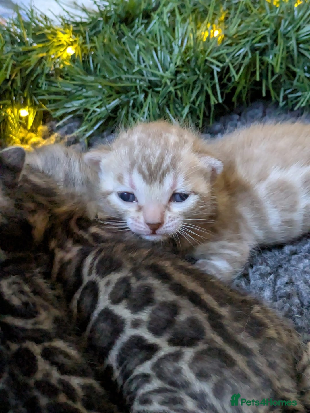 Bengal cats for sale: Family Raised TICA Bengal Kittens - Advert 1