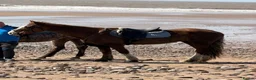 Welsh Section D horses for sale: Section D 14.2h mare - Advert 2