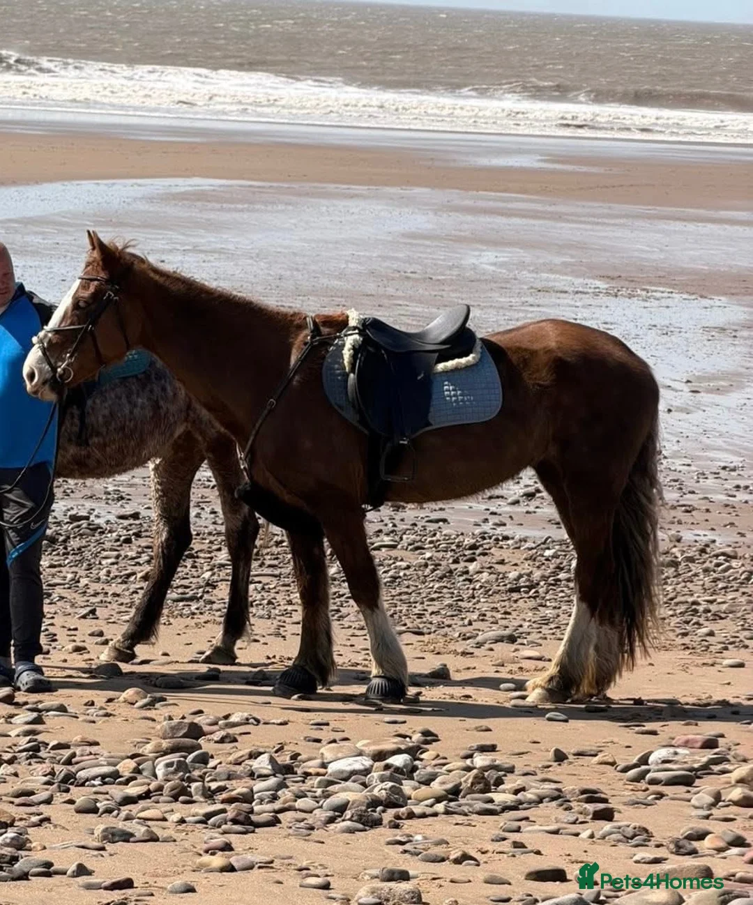 Welsh Section D horses for sale: Section D 14.2h mare - Advert 2