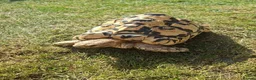 Tortoise reptiles for sale: Leopard tortoise  in Colwyn Bay - Advert 4