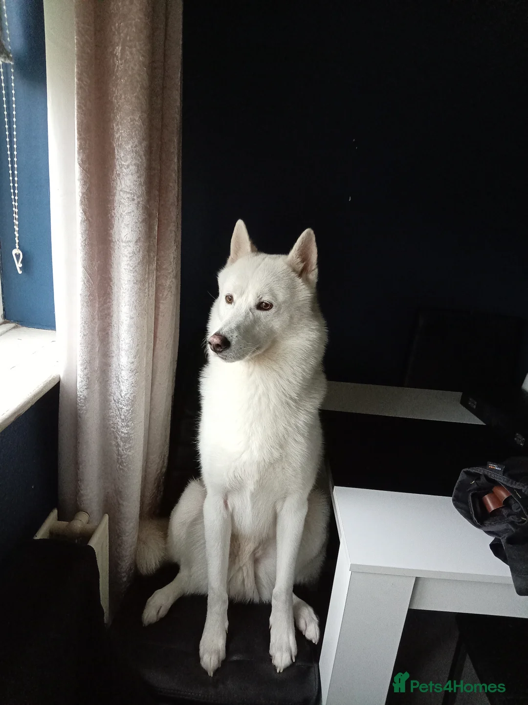 Siberian Husky dogs for sale: Siberian husky - Advert 2