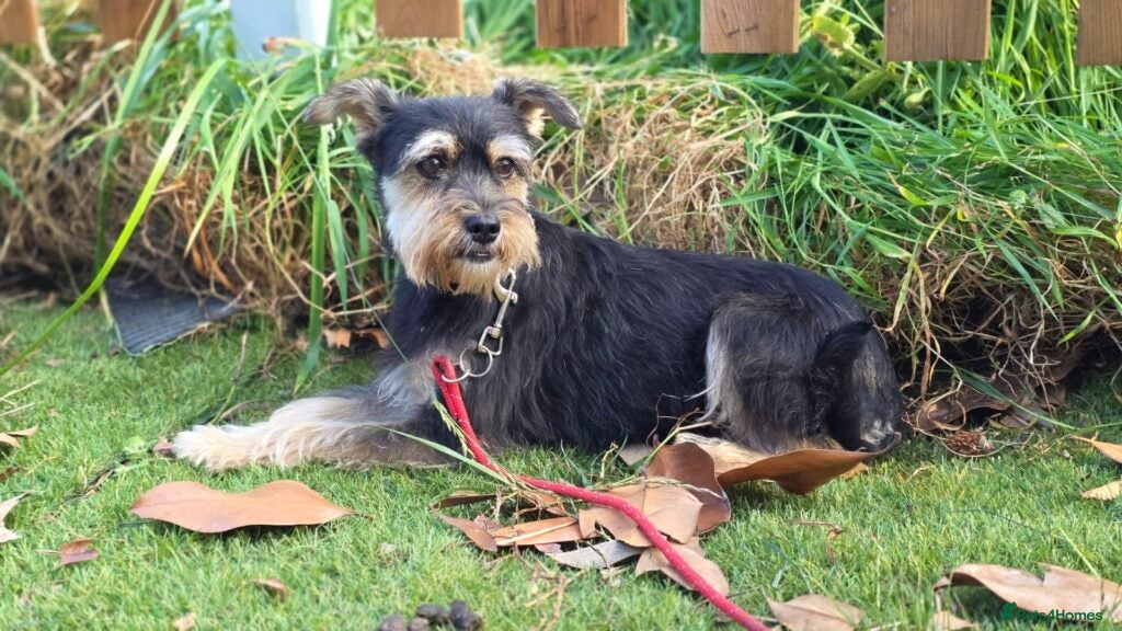 Yorkshire Terrier dogs for adoption: Linda in Holywell - Advert 9
