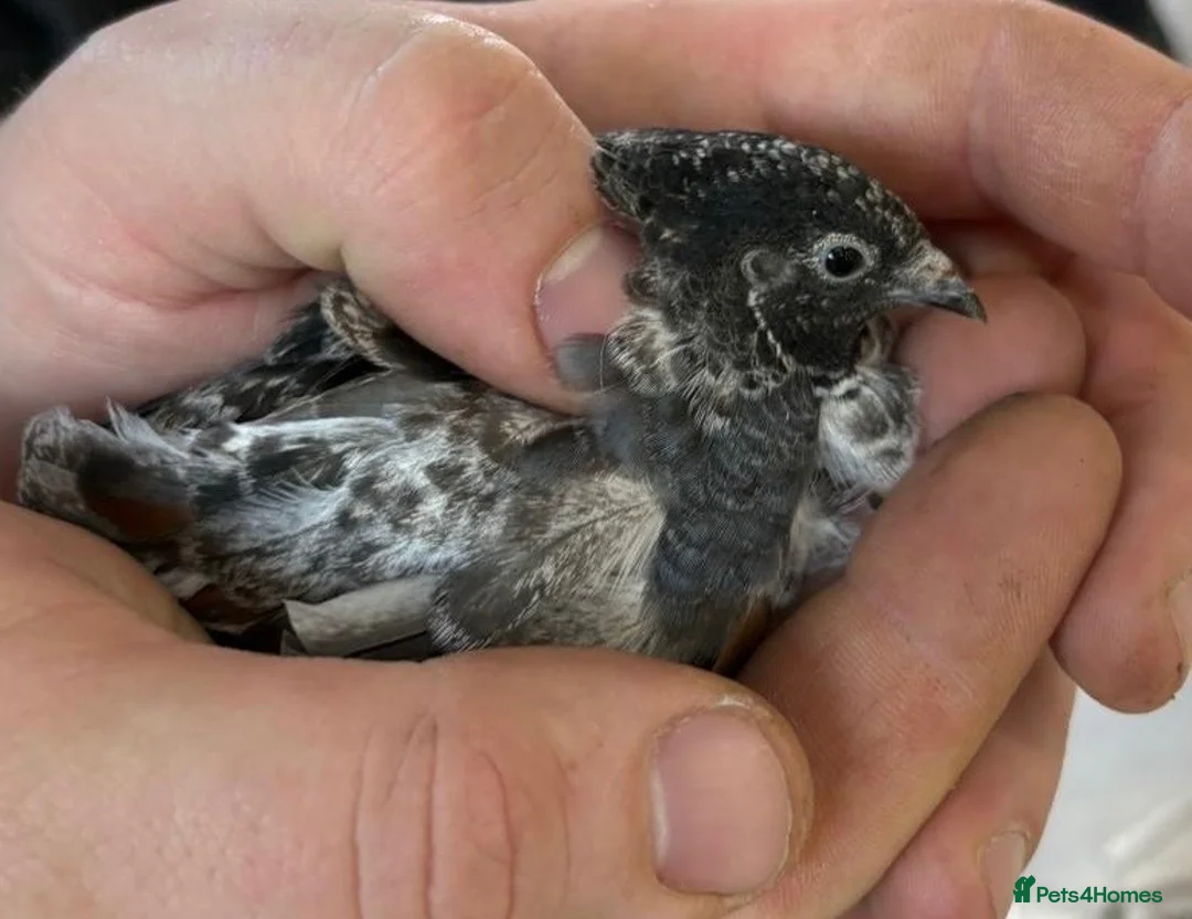 Quail poultry for sale: Chinese Painted/Button Quail males  - Advert 8