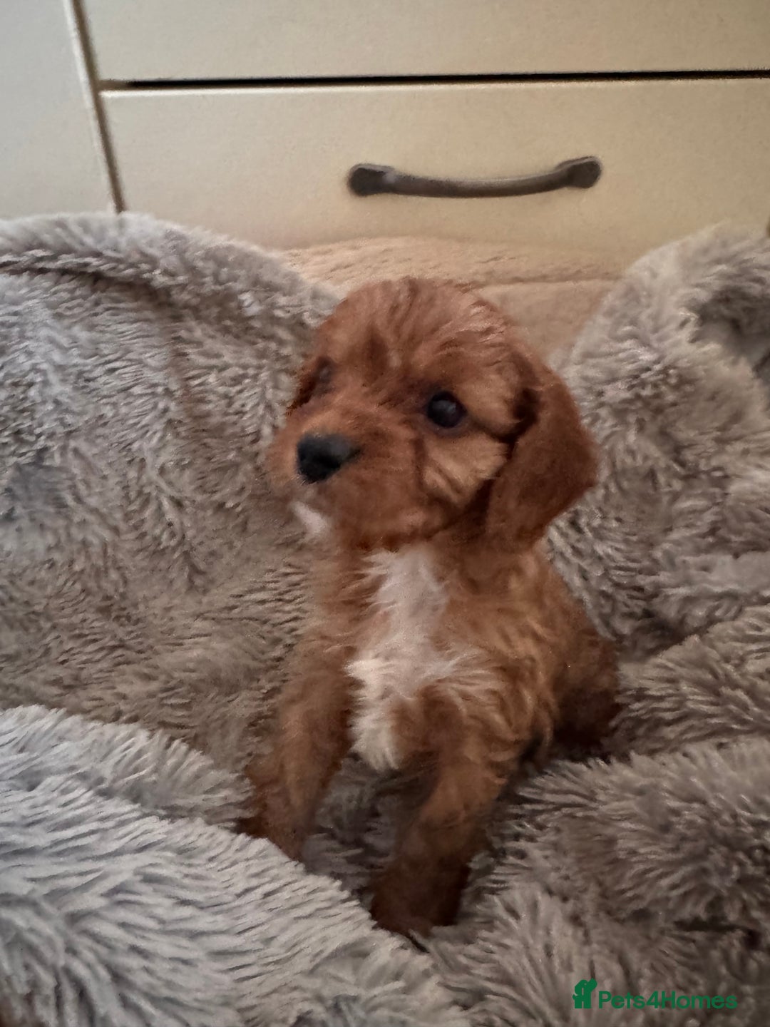 Cavapoo dogs for sale: Stunning F1 Toy Cavapoo puppies  - Advert 29
