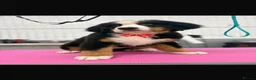 Bernese Mountain Dog dogs for sale: KC REG BERNESE MOUNTAIN DOG BITCH - Advert 6