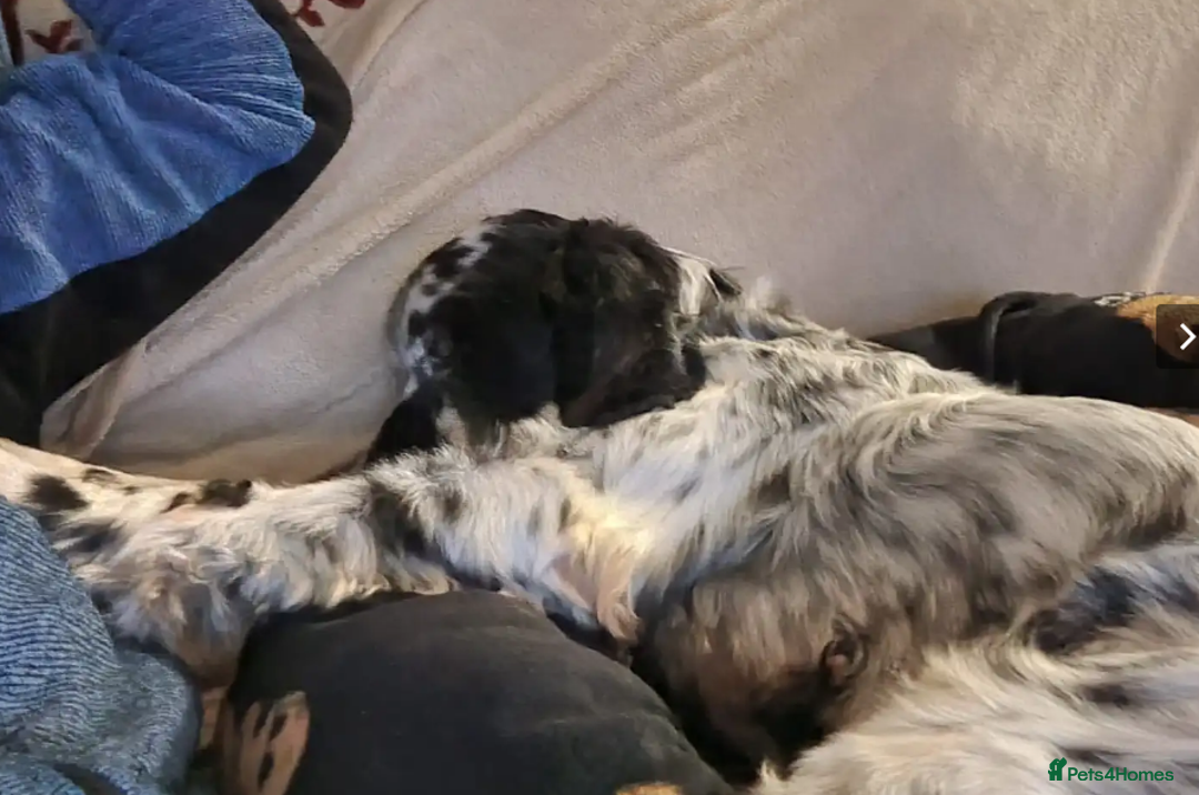 English Setter dogs for adoption:  Ron  in Woolacombe - Image 17
