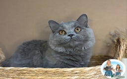 British Longhair cats for sale: British longhair girl reduced to help find home - Image 10