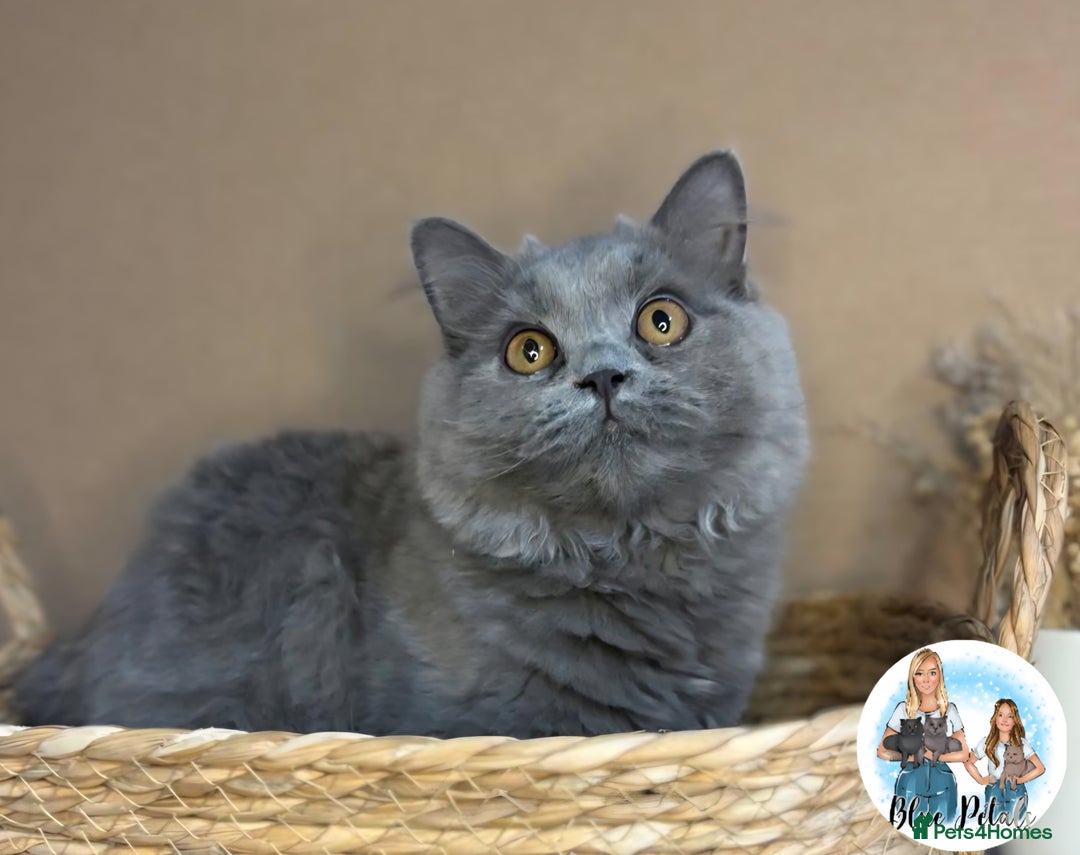 British Longhair cats for sale: British longhair girl reduced to help find home - Image 10