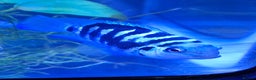 Cichlids fish for sale: Blue parrot fish - Advert 11
