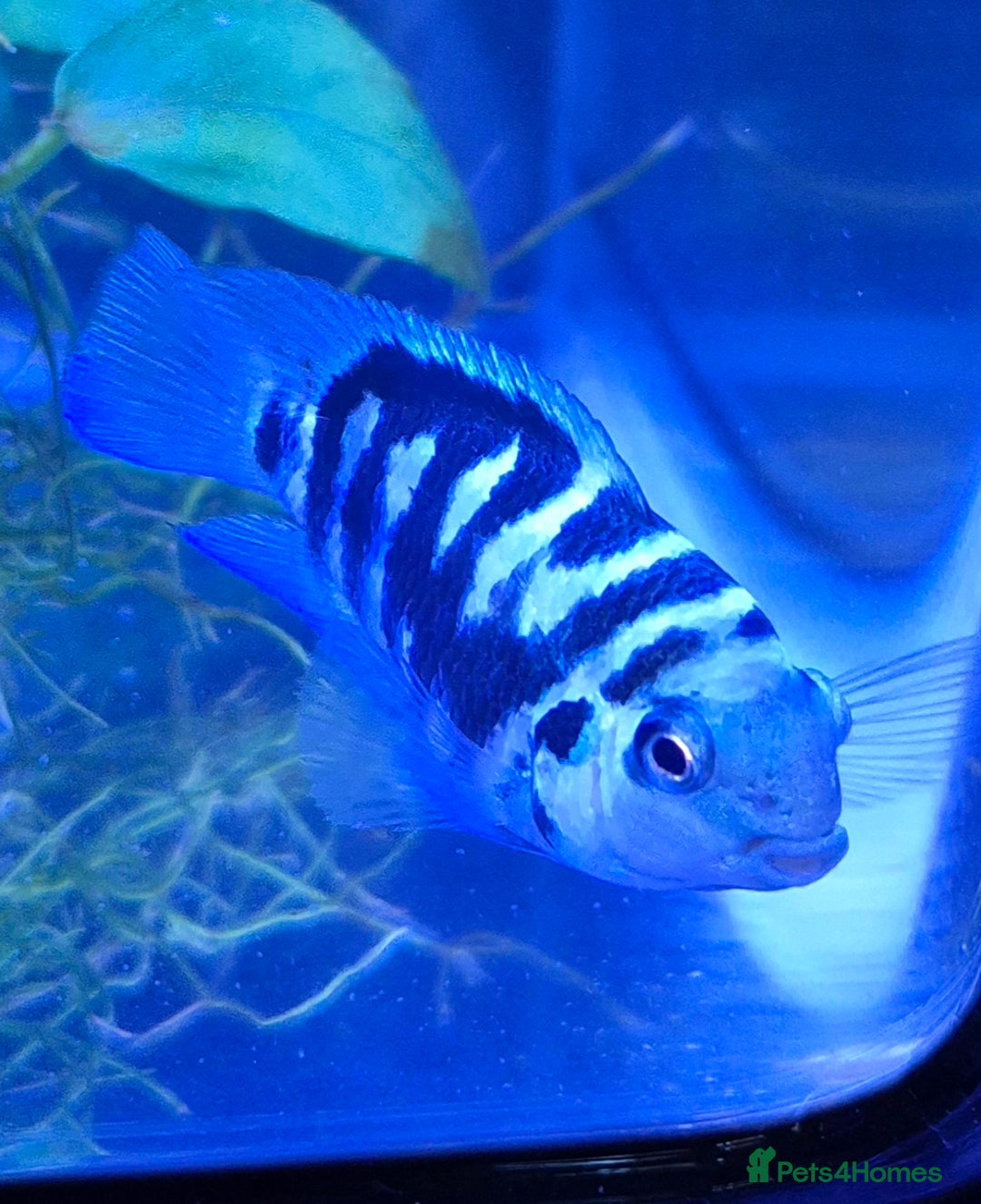 Cichlids fish for sale: Blue parrot fish - Advert 11