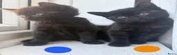 Mixed Breed cats for sale: Boy black kitten for sale - Advert 5
