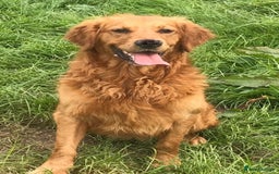Golden Retriever dogs for sale: Dark fox red KC golden retriever puppies - Image 29