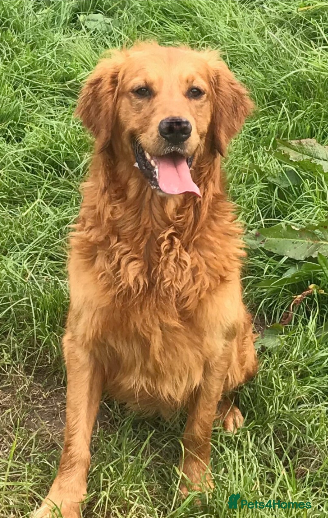 Golden Retriever dogs for sale: Dark fox red KC golden retriever puppies - Image 29