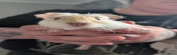 Guinea Pig rodents for sale: 4 female guinea pigs  - Advert 4