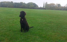 Flat coated Retriever dogs for sale: Beautiful flat coated retriever  - Image 2