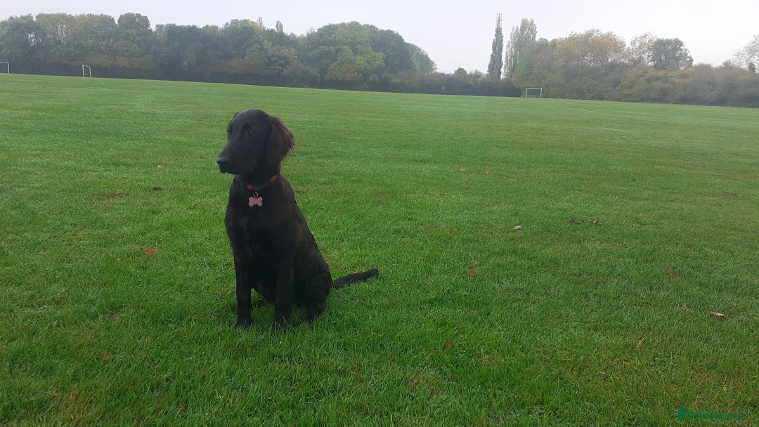 Flat coated Retriever dogs for sale: Beautiful flat coated retriever  - Image 2