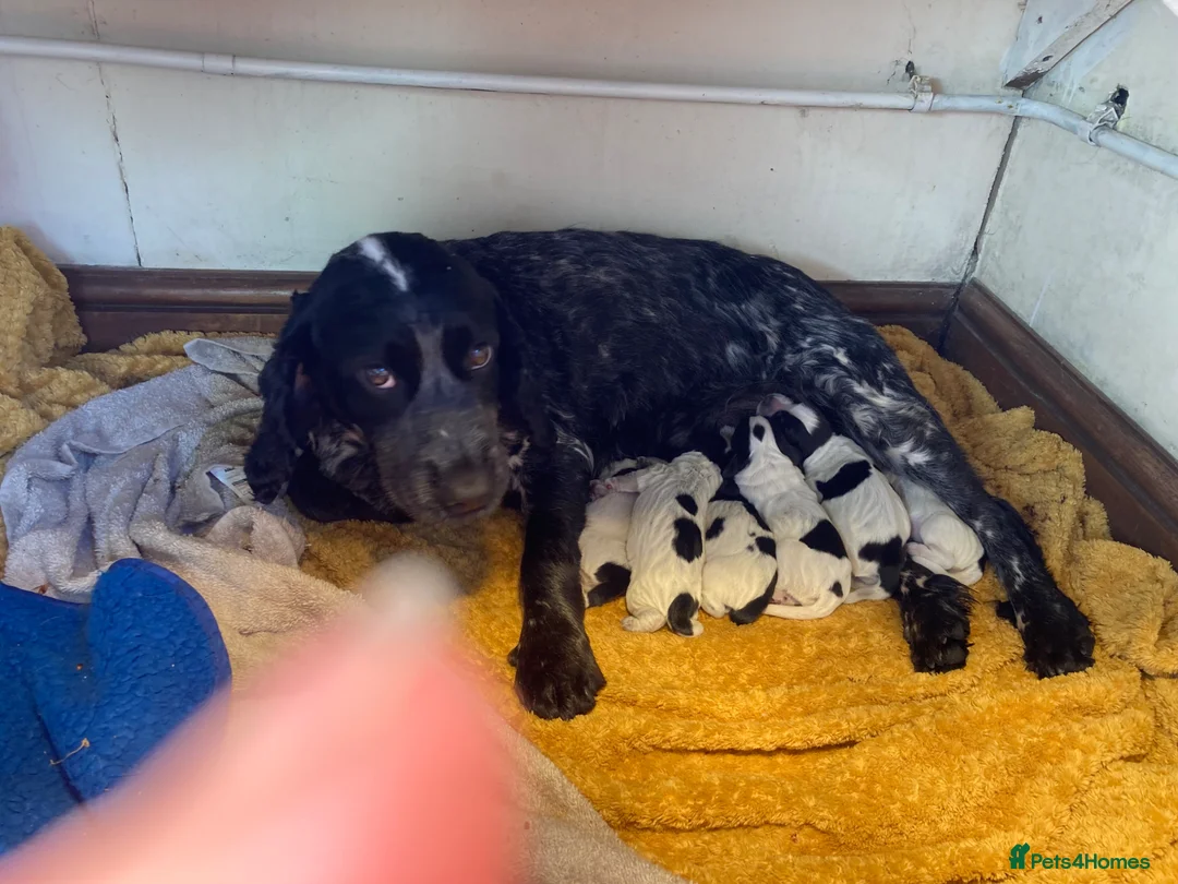 Cocker Spaniel dogs for sale: Beautiful Blue Roan Cocker Spaniel Puppies - Advert 1