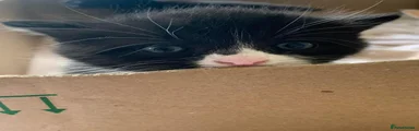 Mixed Breed Kitten 5