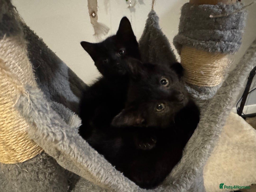 British Longhair cats for sale: 3 Fluffy kittens - Image 1