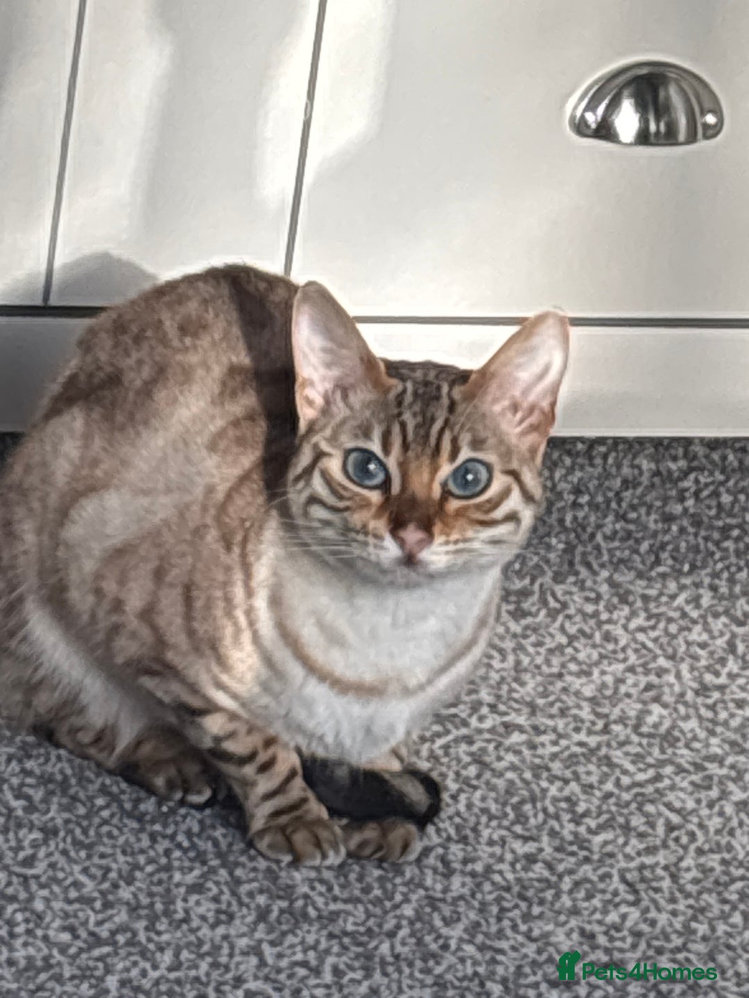 Bengal cats for sale: 15 Month Old Bengal Girl - Advert 6