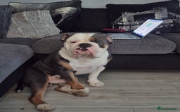 Olde English Bulldogge dogs for sale: olde English Bulldog - Image 1