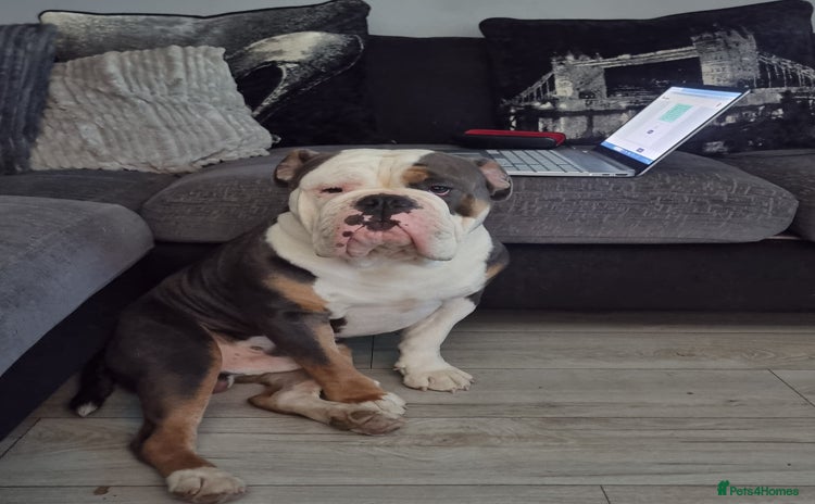 Olde English Bulldogge dogs - Advert 1