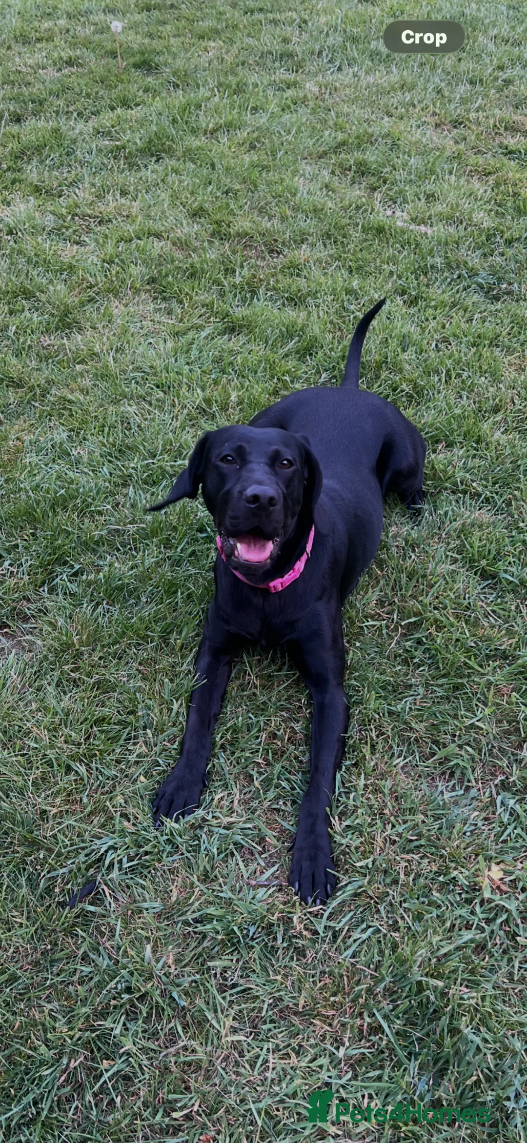 Mixed Breed dogs for sale: Lab x Vizsla Lizzie - Looking for a Loving Home ❤️ in Ripon - Advert 2