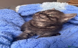 British Shorthair cats for sale: British shorthair kittens ready to leave now!! - Image 6