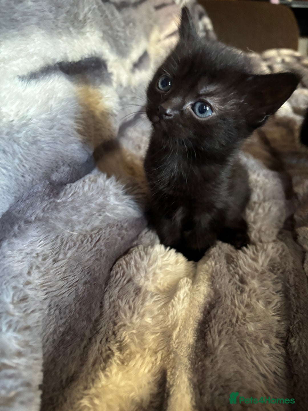 British Longhair cats for sale: 5 beautiful domestic long haired kittens - Image 2