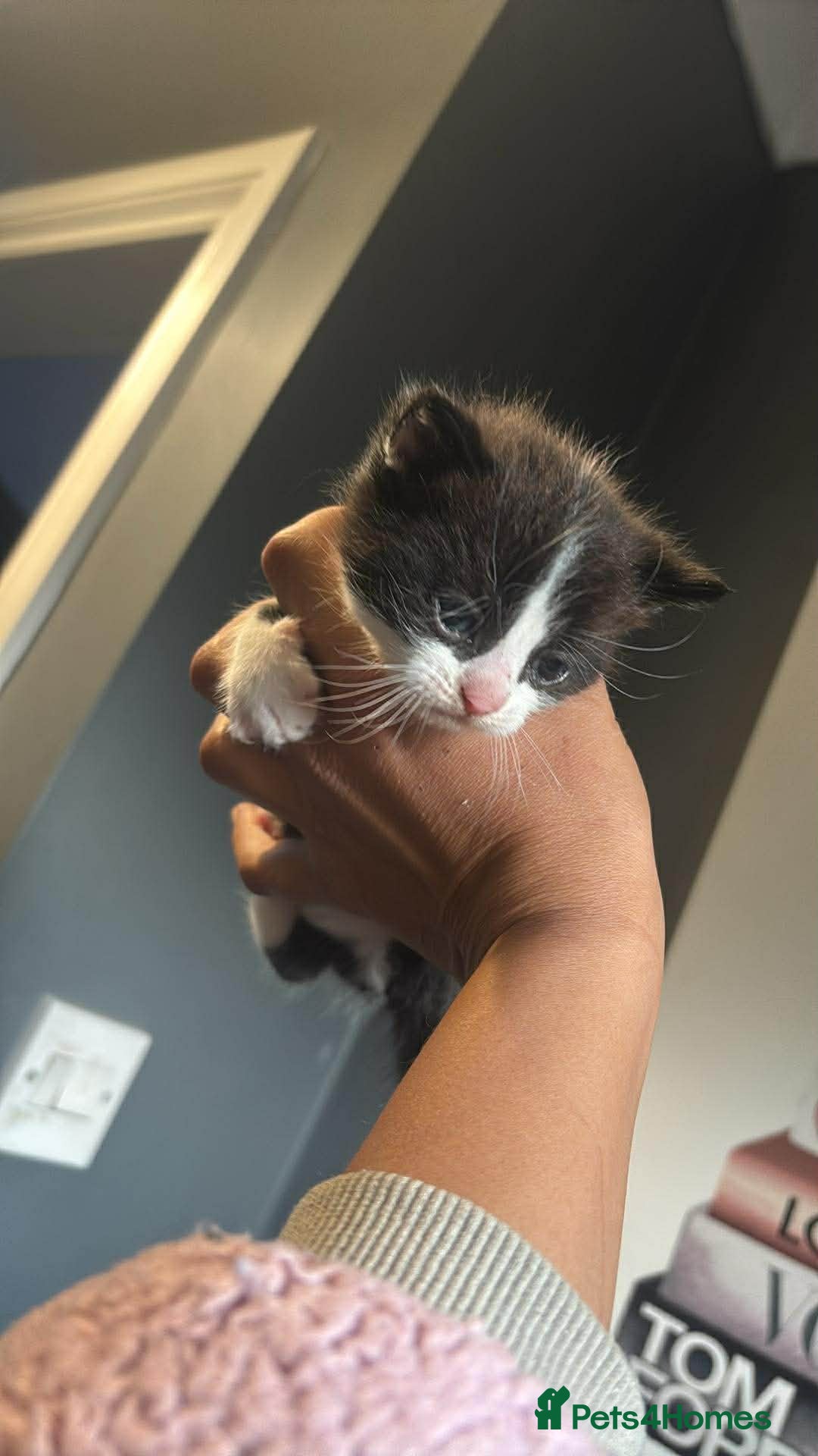 Mixed Breed cats Kittens female and male  - Advert 1