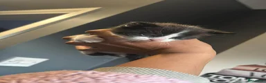 Mixed Breed Kitten 4