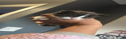 Mixed Breed cats for sale: Kittens female and male  - Advert 1