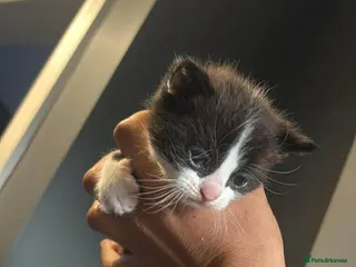Mixed Breed cats Kittens female and male - Advert 2