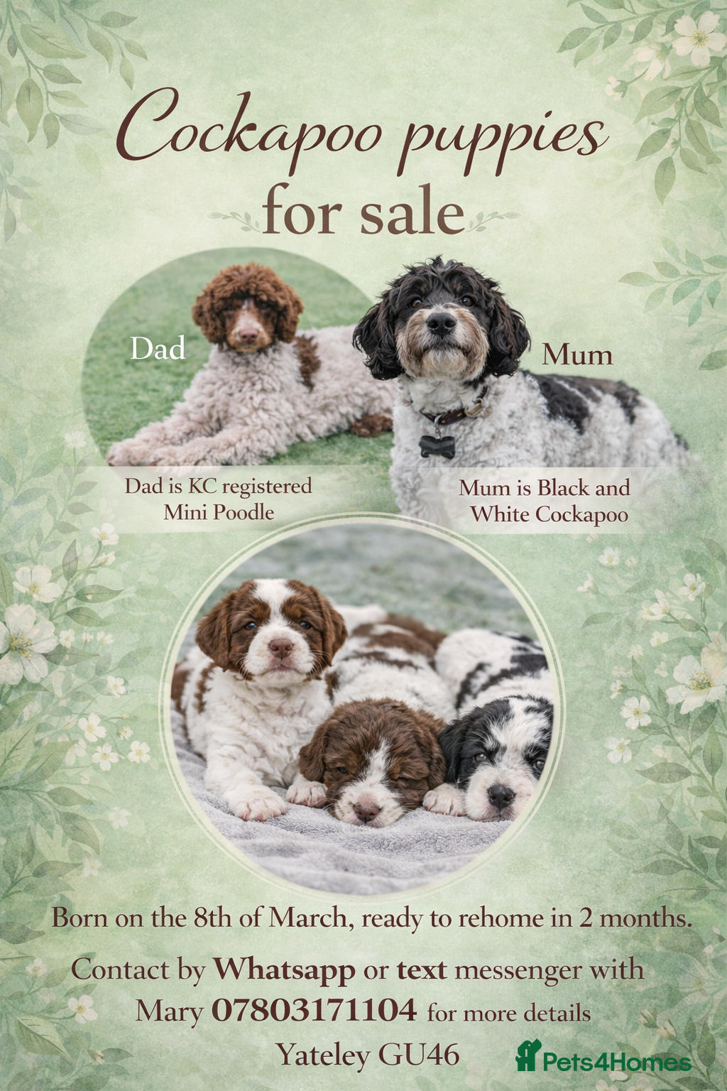 Cockapoo dogs Cockapoo Puppies - Advert 7