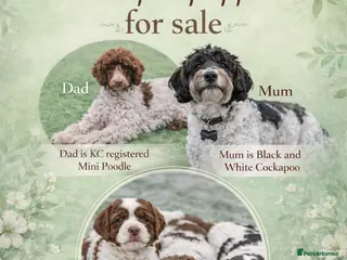 Cockapoo dogs Cockapoo Puppies - Advert 7