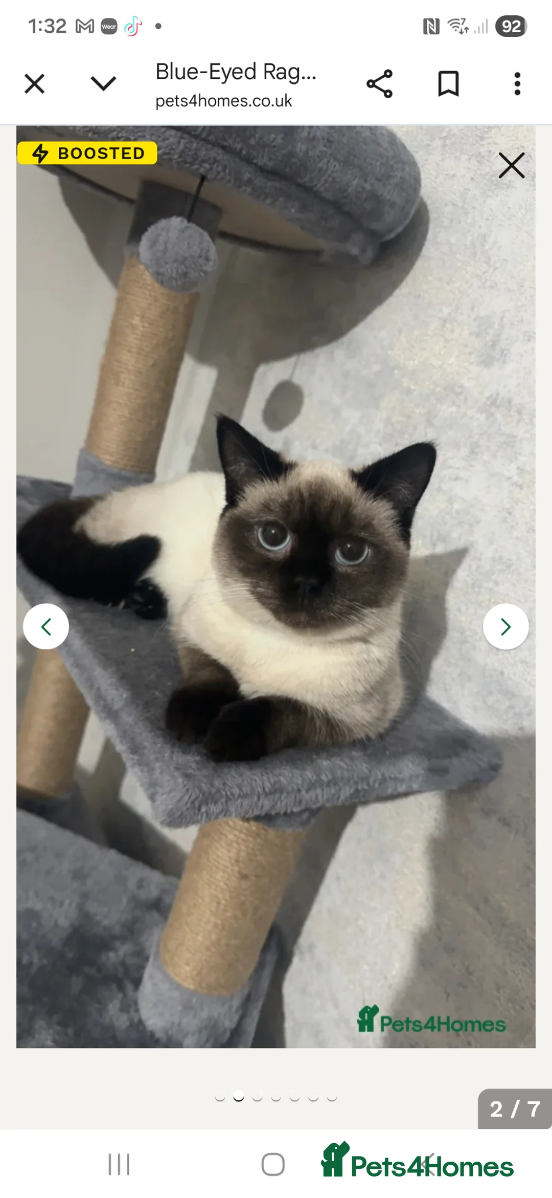 Ragdoll cats for sale: Ragdoll  in Leyland - Advert 3